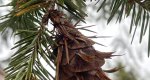 An image of the douglas fir female cone on the branch in the Rowan University Arboretum, Glassboro New Jersey.