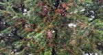 An image of the douglas fir female cones on the branch in the Rowan University Arboretum, Glassboro New Jersey.