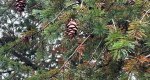 An image of the douglas fir female cones on the branch in the Rowan University Arboretum, Glassboro New Jersey.