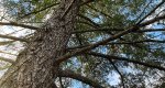 An image of the douglas fir tree branches in the Rowan University Arboretum, Glassboro New Jersey.