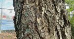 An image of the douglas fir tree bark in the Rowan University Arboretum, Glassboro New Jersey.