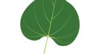 Eastern Redbud Leaf Illustration