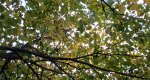 An image of the eastern redbud leaves in the Rowan University Arboretum, Glassboro New Jersey.