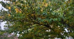 An image of the eastern redbud branches in the Rowan University Arboretum, Glassboro New Jersey.