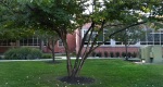 An image of the eastern redbud tree in the Rowan University Arboretum, Glassboro New Jersey.