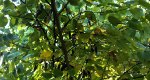 An image of the eastern redbud leaves in the Rowan University Arboretum, Glassboro New Jersey.