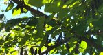An image of the eastern redbud fruit in the Rowan University Arboretum, Glassboro New Jersey.