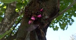 An image of the eastern redbud flower buds in the Rowan University Arboretum, Glassboro New Jersey.