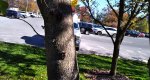 An image of the eastern redbud trunk in the Rowan University Arboretum, Glassboro New Jersey.