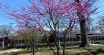 An image of the eastern redbud tree blooming in the Rowan University Arboretum, Glassboro New Jersey.