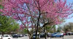 An image of the eastern redbud tree flowering in the Rowan University Arboretum, Glassboro New Jersey.