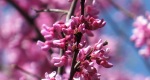 An image of the eastern redbud flowers in the Rowan University Arboretum, Glassboro New Jersey.
