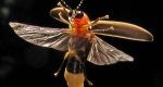 A photo of a lampyridae firefly with its two pairs of wings outstretched.  Visible are its hard outer wings (elytra) and soft interior wings.