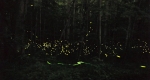 A photo of the Great Smoky Mountains of Tennessee during the night, where many tourists hope to witness the synchronous flashing of Photinus carolinus. Lampyridae are lighting up the forest floor with many individuals localized to a single area. 