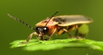 A photo of a lampyridae firefly facing the area with its two large compound eyes visible. Their large pronotum covering their head from above and their filiform antennae projecting outward. 