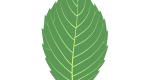 Vector illustration of a flowering cherry leaf.