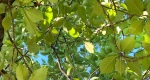 An image of the branches and leaves of the flowering cherry in the Rowan University Arboretum, Glassboro New Jersey.