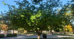 An image of the flowering cherry tree in the Rowan University Arboretum, Glassboro New Jersey.