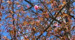 An image of the flowering cherry tree flowers in spring in the Rowan University Arboretum, Glassboro New Jersey.