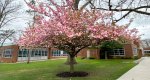 An image of the flowering cherry tree in spring in the Rowan University Arboretum, Glassboro New Jersey.