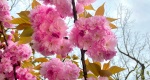 An image of the flowering cherry blossoms in the Rowan University Arboretum, Glassboro New Jersey.