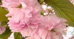 An image of the flowering cherry blossoms in the Rowan University Arboretum, Glassboro New Jersey.