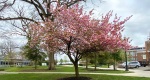 An image of the flowering cherry in spring in the Rowan University Arboretum, Glassboro New Jersey.