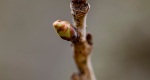 Image of Flowering Cherry Buds in early spring in the Rowan University Arboretum, Glassboro New Jersey.