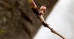 Image of Flowering Cherry Buds in early spring in the Rowan University Arboretum, Glassboro New Jersey.