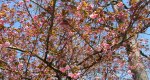 An image of the flowering cherry flowers in the Rowan University Arboretum, Glassboro New Jersey.