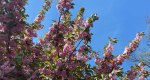 An image of the flowering cherry flowers in the Rowan University Arboretum, Glassboro New Jersey.