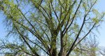 An image of the ginkgo tree