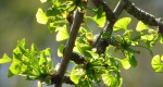 An image of the ginkgo tree leaves