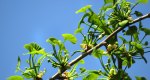 An image of the ginkgo new leaf growth