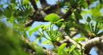 An image of the ginkgo new leaf growth