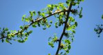 An image of the ginkgo new leaf growth