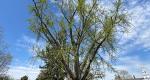 A photo of a Rowan University Ginkgo tree, branches, and leaves during spring.