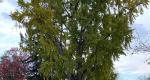 A photo of a Rowan University Ginkgo tree, branches, and leaves during summer.