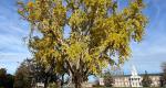 A photo of a Rowan University Ginkgo tree, branches, and leaves during fall.