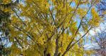 A photo of a Rowan University Ginkgo tree, branches, and leaves during fall.