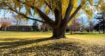 A photo of a Rowan University Ginkgo tree, branches, trunk, and leaves during fall.