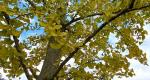 A photo of a Rowan University Ginkgo tree, branches, and leaves during autumn..