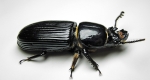 A photo of an adult Bess Beetle (Odontotaenius disjunctus) shown above with their distinctive horn found on head and pronounced parallel lines running the length of their abdomen visible.