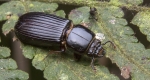 A photo of a Bess Beetle on a leaf oriented to the right with clubbed antennae and mandibles visible. 