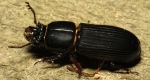  A photo of a Bess Beetle showing a large gap between pronotum and wings shown above pronounced by tiny golden hairs.