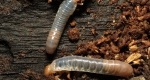 A photo of the larval stage of bess beetles feeding on wood. 
