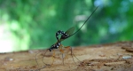 Giant ichneumon wasp (Rhyssa persuasoria) laying eggs. 