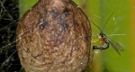 Ichneumonid wasp laying eggs in spider egg sac. 