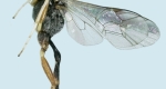 Ichneumonid wasp with outstretched wings. 
