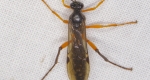 The dorsal side of an ichneumonid wasp with six legs outstretched and wings held against the body. 